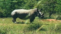 White Rhino in Matopos