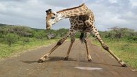 Giraffe im Hluhluwe Park